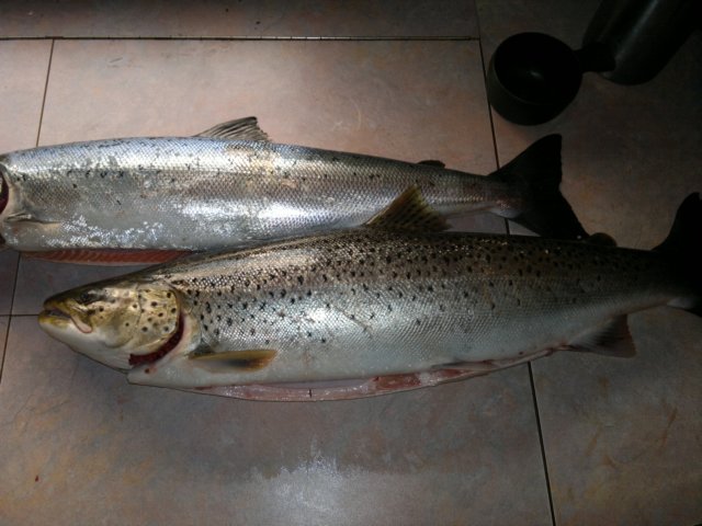 kuoppilantaimenjatitti.jpg